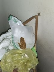 Polypedates maculatus