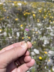 Indigofera glomerata