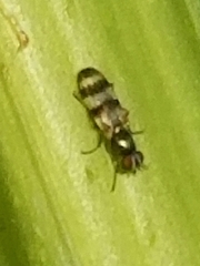Chaetopsis fulvifrons