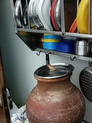 Polypedates maculatus