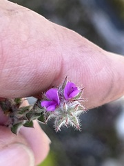 Indigofera glomerata