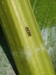 Chaetopsis fulvifrons