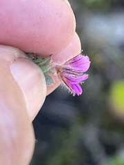 Indigofera glomerata
