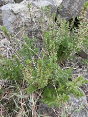 Teucrium cubense