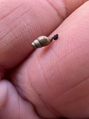 Cochlicopa lubrica