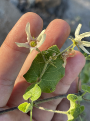 Polystemma cordifolium