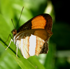 Adelpha cytherea