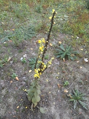 Verbascum