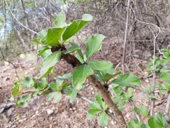 Jatropha neopauciflora