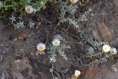 Helichrysum retortum