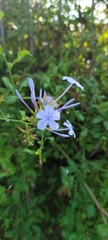 Plumbago auriculata