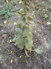 Verbascum