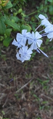 Plumbago auriculata