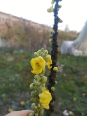 Verbascum