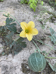 Cucurbita cordata