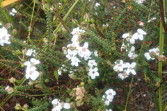 Adenandra brachyphylla