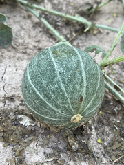 Cucurbita cordata