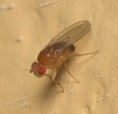 Drosophila