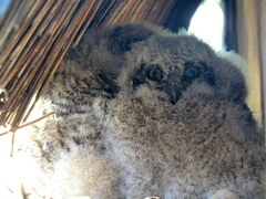 Bubo africanus africanus