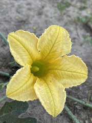 Cucurbita cordata