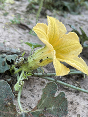 Cucurbita cordata