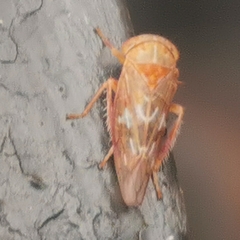 Tremulicerus