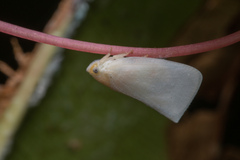 Sanurus