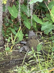 Alligator mississippiensis