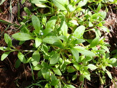 Myosotis sparsiflora
