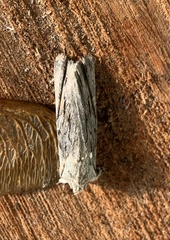 Lithophane leautieri