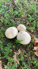 Agrocybe praecox