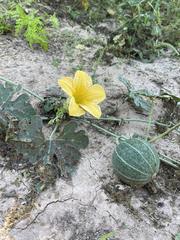 Cucurbita cordata