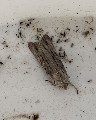 Lithophane leautieri