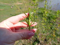 Galium spurium