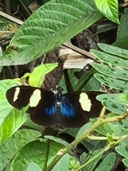 Heliconius