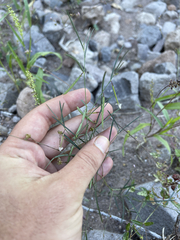 Sphinctospermum constrictum
