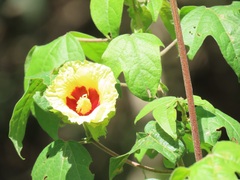 Gossypioides kirkii