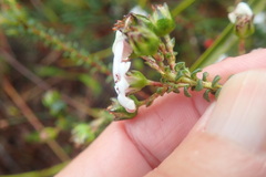 Adenandra brachyphylla