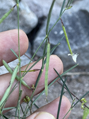 Sphinctospermum constrictum