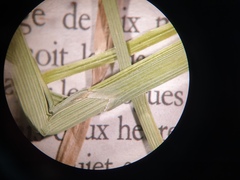 Carex tribuloides tribuloides