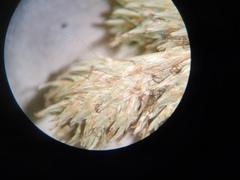Carex tribuloides tribuloides
