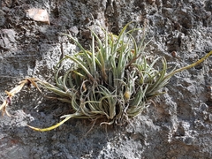 Tillandsia pueblensis