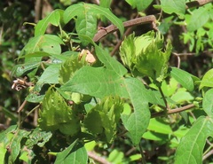 Gossypioides kirkii