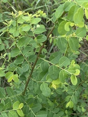 Phyllanthus reticulatus reticulatus