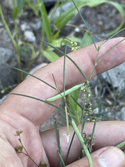 Sphinctospermum constrictum