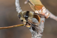 Cephenemyia pratti