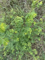 Phyllanthus reticulatus reticulatus