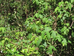 Gossypioides kirkii