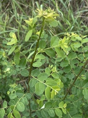 Phyllanthus reticulatus reticulatus