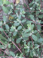 Euphorbia pediculifera